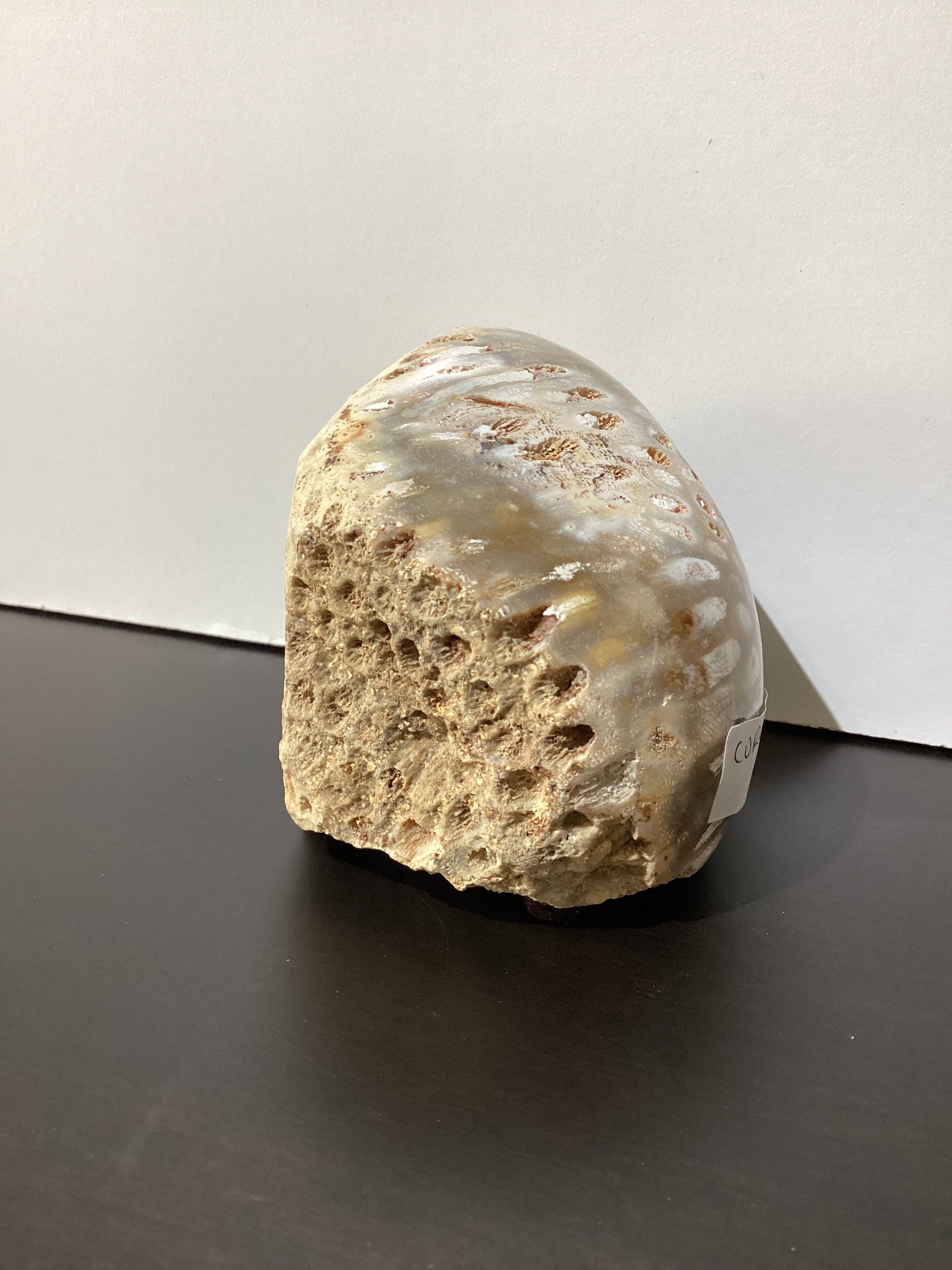 Coral Fósil Pulido por Una Cara 2"