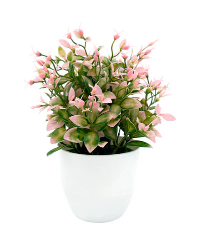 MINIPLANTA LAUREL 23CM ROSA