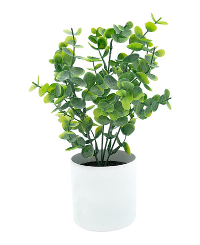 MINIPLANTA DÓLAR 27CM