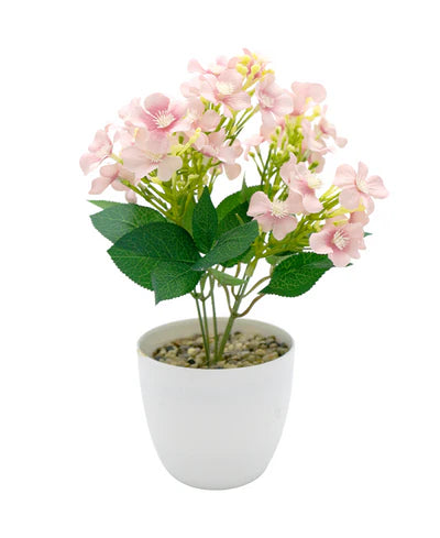 MINIPLANTA MARGARITA 27CM