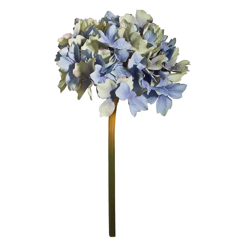 HYDRANGEA LA-GR