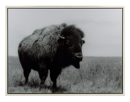 Buffalo Framed Acrylic Wall Decor