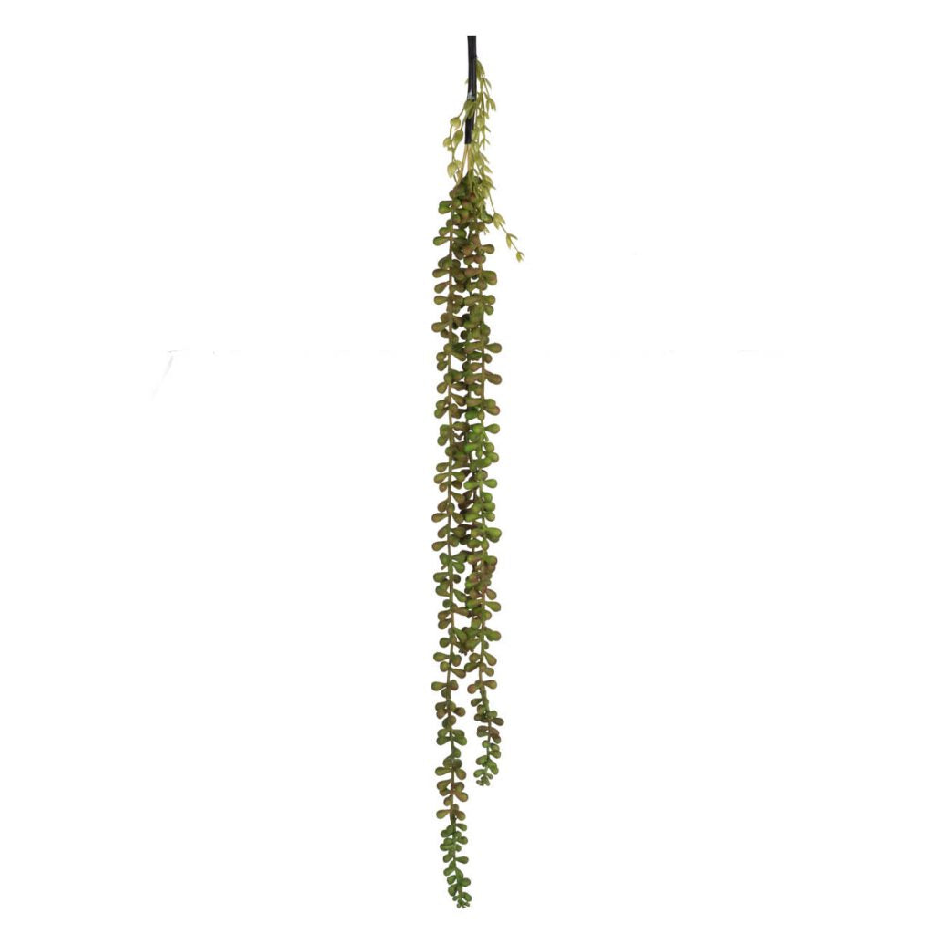 Tallo de Suculenta Verde Oscuro