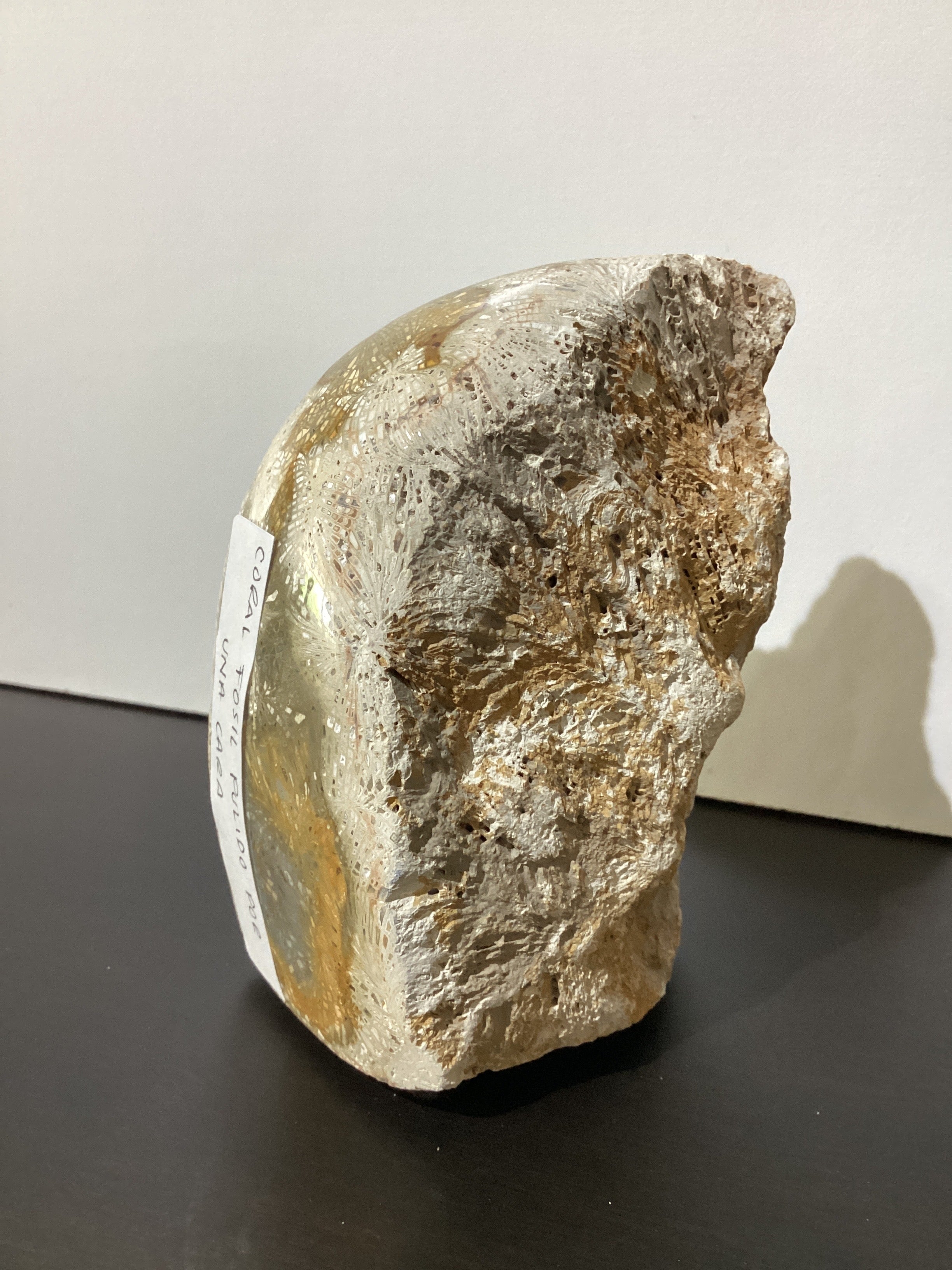 Coral Fósil Pulido por Una Cara 2"