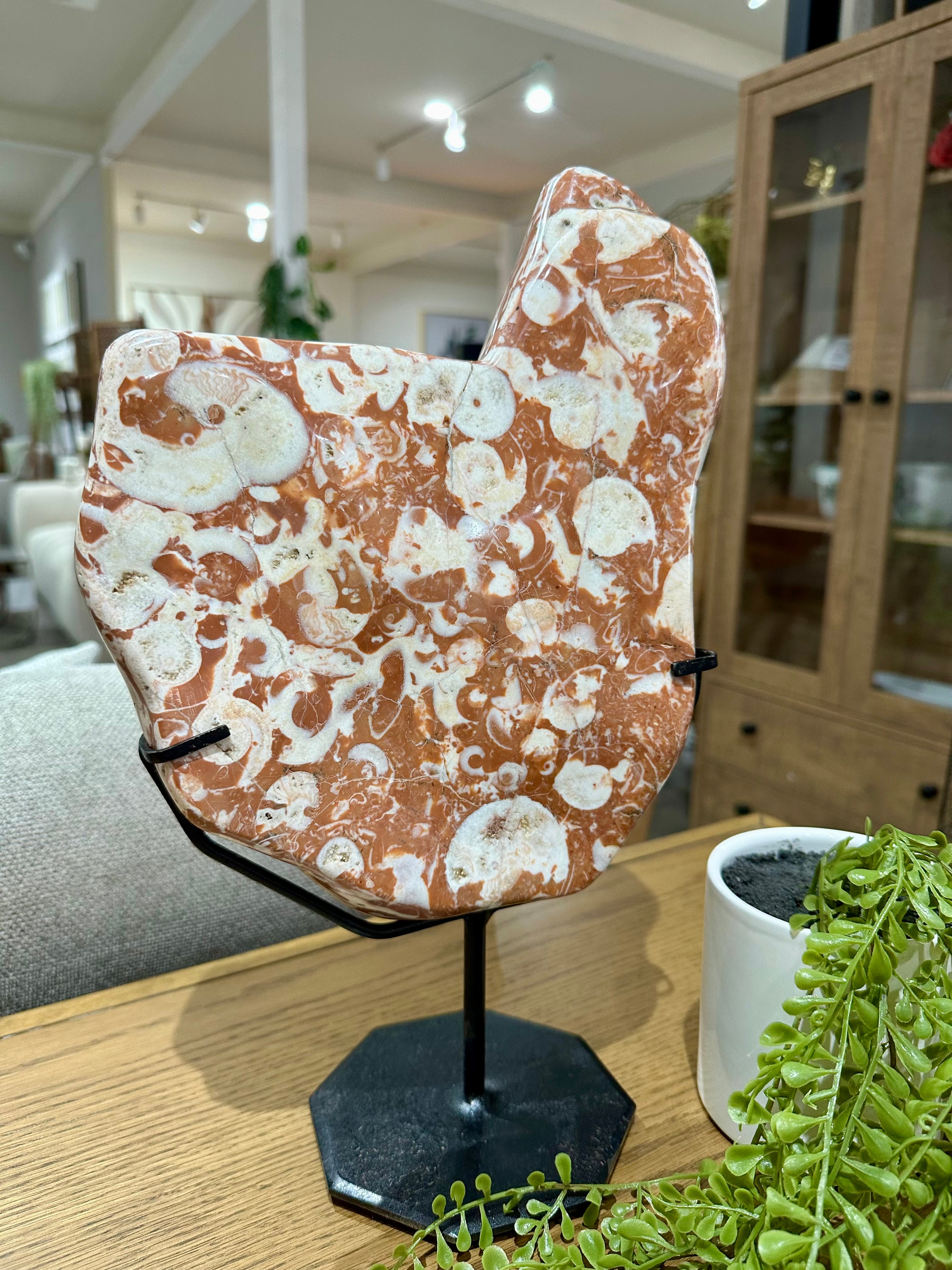 Fósil de Amonita con Soporte, Pieza Única de Colección