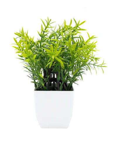 MINIPLANTA ROMERO 21 CM