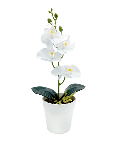 MINIPLANTA ORQUIDEA 35CM